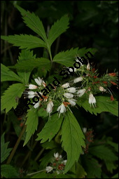 Virginisches Wasserblatt, Hydrophyllum virginianum, Hydrophyllum virginicum, Hydrophyllaceae, Hydrophyllum virginianum, Hydrophyllum virginicum, Virginisches Wasserblatt, Blühend Kauf von 00653hydrophyllum_virginianumimg_7641.jpg