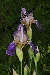 Holunder-Schwertlilie, Iris x sambucina, Iris sambucina, Iris x sambucina, Iris sambucina, Holunder-Schwertlilie, Iridaceae, Blühend Kauf von 00657_iris_sambucina_dsc_1347.jpg