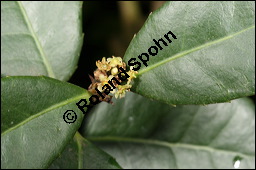 Mate, Matestrauch, Ilex paraguariensis, , Aquifoliaceae, Ilex paraguariensis, Mate, Matestrauch, Blühend Kauf von 00662ilex_paraguariensisimg_8780.jpg