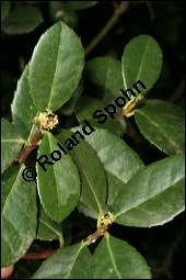 Mate, Matestrauch, Ilex paraguariensis, , Aquifoliaceae, Ilex paraguariensis, Mate, Matestrauch, Blühend Kauf von 00662ilex_paraguariensisimg_8781.jpg