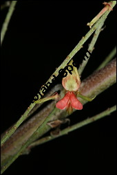Echter Indigostrauch, Indigo, Indigofera tinctoria, Fabaceae, Indigofera tinctoria, Echter Indigostrauch, Blühend Kauf von 00664indigofera_tinctoriaimg_2700.jpg