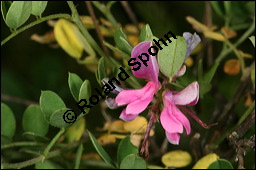 Echter Indigostrauch, Indigo, Indigofera tinctoria, Fabaceae, Indigofera tinctoria, Echter Indigostrauch, Blühend Kauf von 00664indigofera_tinctoriaimg_7937.jpg