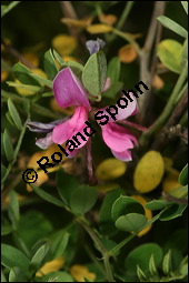 Echter Indigostrauch, Indigo, Indigofera tinctoria, Fabaceae, Indigofera tinctoria, Echter Indigostrauch, Blühend Kauf von 00664indigofera_tinctoriaimg_7938.jpg