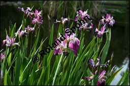 Verschiedenfarbige Schwertlilie, Iris versicolor, Iridaceae, Iris versicolor, Verschiedenfarbige Schwertlilie, Iris, Habitus blühend Kauf von 00671iris_versicolorimg_1998.jpg