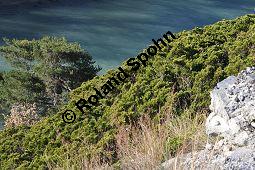 Stink-Wacholder, Sadebaum, Sefistrauch, Juniperus sabina, Cupressaceae, Juniperus sabina, Stink-Wacholder, Sadebaum, Sefistrauch, Habitat Kauf von 00676_juniperus_sabina_dsc_1184.jpg