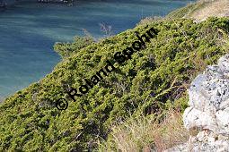 Stink-Wacholder, Sadebaum, Sefistrauch, Juniperus sabina, Cupressaceae, Juniperus sabina, Stink-Wacholder, Sadebaum, Sefistrauch, Habitat Kauf von 00676_juniperus_sabina_dsc_1185.jpg