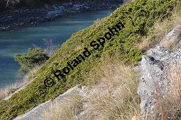 Stink-Wacholder, Sadebaum, Sefistrauch, Juniperus sabina, Cupressaceae, Juniperus sabina, Stink-Wacholder, Sadebaum, Sefistrauch, Habitat Kauf von 00676_juniperus_sabina_dsc_1186.jpg