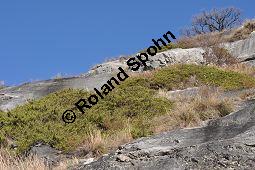 Stink-Wacholder, Sadebaum, Sefistrauch, Juniperus sabina, Cupressaceae, Juniperus sabina, Stink-Wacholder, Sadebaum, Sefistrauch, Habitat Kauf von 00676_juniperus_sabina_dsc_1190.jpg