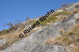 Stink-Wacholder, Sadebaum, Sefistrauch, Juniperus sabina, Cupressaceae, Juniperus sabina, Stink-Wacholder, Sadebaum, Sefistrauch, Habitat Kauf von 00676_juniperus_sabina_dsc_1192.jpg