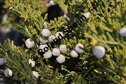 Stink-Wacholder, Sadebaum, Sefistrauch, Juniperus sabina, Cupressaceae, Juniperus sabina, Stink-Wacholder, Sadebaum, Sefistrauch, Habitat Kauf von 00676_juniperus_sabina_dsc_1195.jpg