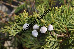 Stink-Wacholder, Sadebaum, Sefistrauch, Juniperus sabina, Cupressaceae, Juniperus sabina, Stink-Wacholder, Sadebaum, Sefistrauch, Habitat Kauf von 00676_juniperus_sabina_dsc_1196.jpg