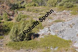 Stink-Wacholder, Sadebaum, Sefistrauch, Juniperus sabina, Cupressaceae, Juniperus sabina, Stink-Wacholder, Sadebaum, Sefistrauch, Habitat Kauf von 00676_juniperus_sabina_dsc_1263.jpg