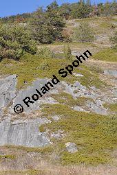 Stink-Wacholder, Sadebaum, Sefistrauch, Juniperus sabina, Cupressaceae, Juniperus sabina, Stink-Wacholder, Sadebaum, Sefistrauch, Habitat Kauf von 00676_juniperus_sabina_dsc_1264.jpg