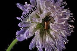 Acker-Witwenblume, Wiesen-Witwenblume, Knautia arvensis, Dipsacaceae, Knautia arvensis, Wiesen-Witwenblume, Acker-Witwenblume, Blühend Kauf von 00679_knautia_arvensis_dsc_1740.jpg