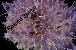 Acker-Witwenblume, Wiesen-Witwenblume, Knautia arvensis, Dipsacaceae, Knautia arvensis, Wiesen-Witwenblume, Acker-Witwenblume, Blühend Kauf von 00679_knautia_arvensis_dsc_1742.jpg