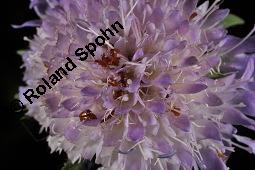 Acker-Witwenblume, Wiesen-Witwenblume, Knautia arvensis, Dipsacaceae, Knautia arvensis, Wiesen-Witwenblume, Acker-Witwenblume, Blühend Kauf von 00679_knautia_arvensis_dsc_1743.jpg