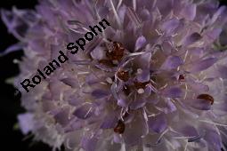 Acker-Witwenblume, Wiesen-Witwenblume, Knautia arvensis, Dipsacaceae, Knautia arvensis, Wiesen-Witwenblume, Acker-Witwenblume, Blühend Kauf von 00679_knautia_arvensis_dsc_1744.jpg