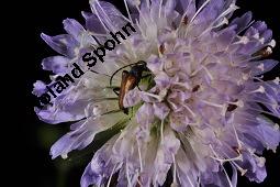 Acker-Witwenblume, Wiesen-Witwenblume, Knautia arvensis, Dipsacaceae, Knautia arvensis, Wiesen-Witwenblume, Acker-Witwenblume, Blühend Kauf von 00679_knautia_arvensis_dsc_1745.jpg