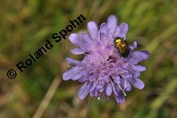 Acker-Witwenblume, Wiesen-Witwenblume, Knautia arvensis, Dipsacaceae, Knautia arvensis, Wiesen-Witwenblume, Acker-Witwenblume, Blühend Kauf von 00679_knautia_arvensis_dsc_5504.jpg