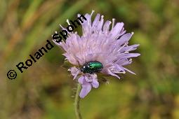 Acker-Witwenblume, Wiesen-Witwenblume, Knautia arvensis, Dipsacaceae, Knautia arvensis, Wiesen-Witwenblume, Acker-Witwenblume, Blühend Kauf von 00679_knautia_arvensis_dsc_5505.jpg