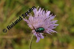 Acker-Witwenblume, Wiesen-Witwenblume, Knautia arvensis, Dipsacaceae, Knautia arvensis, Wiesen-Witwenblume, Acker-Witwenblume, Blühend Kauf von 00679_knautia_arvensis_dsc_5507.jpg