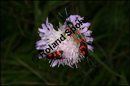Acker-Witwenblume, Wiesen-Witwenblume, Knautia arvensis, Dipsacaceae, Knautia arvensis, Wiesen-Witwenblume, Acker-Witwenblume, Blühend Kauf von 00679knautia_arvensis_widderchenimg_3946.jpg