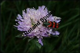 Acker-Witwenblume, Wiesen-Witwenblume, Knautia arvensis, Dipsacaceae, Knautia arvensis, Wiesen-Witwenblume, Acker-Witwenblume, Blühend Kauf von 00679knautia_arvensisimg_1978.jpg