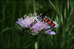 Acker-Witwenblume, Wiesen-Witwenblume, Knautia arvensis, Dipsacaceae, Knautia arvensis, Wiesen-Witwenblume, Acker-Witwenblume, Blühend Kauf von 00679knautia_arvensisimg_1979.jpg