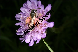 Acker-Witwenblume, Wiesen-Witwenblume, Knautia arvensis, Dipsacaceae, Knautia arvensis, Wiesen-Witwenblume, Acker-Witwenblume, Blühend Kauf von 00679knautia_arvensisimg_2589.jpg