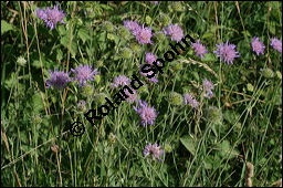 Acker-Witwenblume, Wiesen-Witwenblume, Knautia arvensis, Dipsacaceae, Knautia arvensis, Wiesen-Witwenblume, Acker-Witwenblume, Blühend Kauf von 00679knautia_arvensisimg_8386.jpg