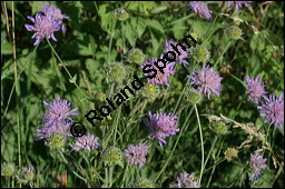Acker-Witwenblume, Wiesen-Witwenblume, Knautia arvensis, Dipsacaceae, Knautia arvensis, Wiesen-Witwenblume, Acker-Witwenblume, Blühend Kauf von 00679knautia_arvensisimg_8387.jpg