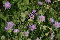 Acker-Witwenblume, Wiesen-Witwenblume, Knautia arvensis, Dipsacaceae, Knautia arvensis, Wiesen-Witwenblume, Acker-Witwenblume, Blühend Kauf von 00679knautia_arvensisimg_8388.jpg