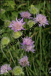 Acker-Witwenblume, Wiesen-Witwenblume, Knautia arvensis, Dipsacaceae, Knautia arvensis, Wiesen-Witwenblume, Acker-Witwenblume, Blühend Kauf von 00679knautia_arvensisimg_8389.jpg