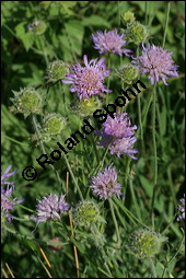 Acker-Witwenblume, Wiesen-Witwenblume, Knautia arvensis, Dipsacaceae, Knautia arvensis, Wiesen-Witwenblume, Acker-Witwenblume, Blühend Kauf von 00679knautia_arvensisimg_8390.jpg