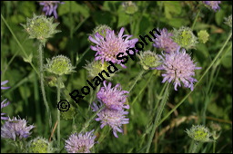 Acker-Witwenblume, Wiesen-Witwenblume, Knautia arvensis, Dipsacaceae, Knautia arvensis, Wiesen-Witwenblume, Acker-Witwenblume, Blühend Kauf von 00679knautia_arvensisimg_8391.jpg