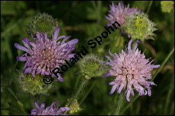 Acker-Witwenblume, Wiesen-Witwenblume, Knautia arvensis, Dipsacaceae, Knautia arvensis, Wiesen-Witwenblume, Acker-Witwenblume, Blühend Kauf von 00679knautia_arvensisimg_8392.jpg