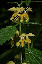 Echte Goldnessel, Gewöhnliche Goldnessel, Lamium galeobdolon, Galeobdolon luteum, Lamiaceae, Lamium galeobdolon, Echte Goldnessel, Gewöhnliche Goldnessel, Blühend Kauf von 00684_lamium_galeobdolon_dsc_3943.jpg