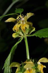 Echte Goldnessel, Gewöhnliche Goldnessel, Lamium galeobdolon, Galeobdolon luteum, Lamiaceae, Lamium galeobdolon, Echte Goldnessel, Gewöhnliche Goldnessel, Blühend Kauf von 00684_lamium_galeobdolon_dsc_3944.jpg