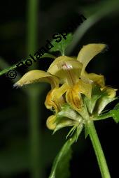 Echte Goldnessel, Gewöhnliche Goldnessel, Lamium galeobdolon, Galeobdolon luteum, Lamiaceae, Lamium galeobdolon, Echte Goldnessel, Gewöhnliche Goldnessel, Blühend Kauf von 00684_lamium_galeobdolon_dsc_3945.jpg