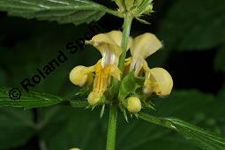 Echte Goldnessel, Gewöhnliche Goldnessel, Lamium galeobdolon, Galeobdolon luteum, Lamiaceae, Lamium galeobdolon, Echte Goldnessel, Gewöhnliche Goldnessel, Blühend Kauf von 00684_lamium_galeobdolon_dsc_3947.jpg