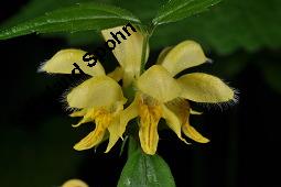 Echte Goldnessel, Gewöhnliche Goldnessel, Lamium galeobdolon, Galeobdolon luteum, Lamiaceae, Lamium galeobdolon, Echte Goldnessel, Gewöhnliche Goldnessel, Blühend Kauf von 00684_lamium_galeobdolon_dsc_3948.jpg