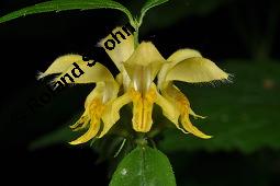 Echte Goldnessel, Gewöhnliche Goldnessel, Lamium galeobdolon, Galeobdolon luteum, Lamiaceae, Lamium galeobdolon, Echte Goldnessel, Gewöhnliche Goldnessel, Blühend Kauf von 00684_lamium_galeobdolon_dsc_3949.jpg