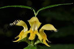 Echte Goldnessel, Gewöhnliche Goldnessel, Lamium galeobdolon, Galeobdolon luteum, Lamiaceae, Lamium galeobdolon, Echte Goldnessel, Gewöhnliche Goldnessel, Blühend Kauf von 00684_lamium_galeobdolon_dsc_3950.jpg