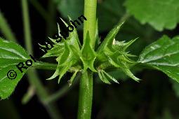 Echte Goldnessel, Gewöhnliche Goldnessel, Lamium galeobdolon, Galeobdolon luteum, Lamiaceae, Lamium galeobdolon, Echte Goldnessel, Gewöhnliche Goldnessel, Blühend Kauf von 00684_lamium_galeobdolon_dsc_3951.jpg