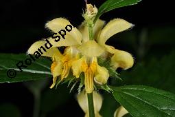 Echte Goldnessel, Gewöhnliche Goldnessel, Lamium galeobdolon, Galeobdolon luteum, Lamiaceae, Lamium galeobdolon, Echte Goldnessel, Gewöhnliche Goldnessel, Blühend Kauf von 00684_lamium_galeobdolon_dsc_3954.jpg