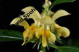 Echte Goldnessel, Gewöhnliche Goldnessel, Lamium galeobdolon, Galeobdolon luteum, Lamiaceae, Lamium galeobdolon, Echte Goldnessel, Gewöhnliche Goldnessel, Blühend Kauf von 00684_lamium_galeobdolon_dsc_3955.jpg