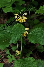 Echte Goldnessel, Gewöhnliche Goldnessel, Lamium galeobdolon, Galeobdolon luteum, Lamiaceae, Lamium galeobdolon, Echte Goldnessel, Gewöhnliche Goldnessel, Blühend Kauf von 00684_lamium_galeobdolon_dsc_3957.jpg