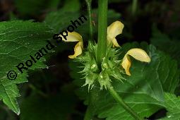 Echte Goldnessel, Gewöhnliche Goldnessel, Lamium galeobdolon, Galeobdolon luteum, Lamiaceae, Lamium galeobdolon, Echte Goldnessel, Gewöhnliche Goldnessel, Blühend Kauf von 00684_lamium_galeobdolon_dsc_3958.jpg