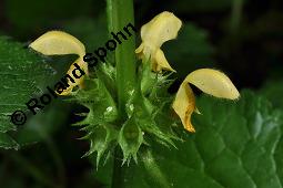Echte Goldnessel, Gewöhnliche Goldnessel, Lamium galeobdolon, Galeobdolon luteum, Lamiaceae, Lamium galeobdolon, Echte Goldnessel, Gewöhnliche Goldnessel, Blühend Kauf von 00684_lamium_galeobdolon_dsc_3959.jpg