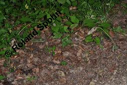 Echte Goldnessel, Gewöhnliche Goldnessel, Lamium galeobdolon, Galeobdolon luteum, Lamiaceae, Lamium galeobdolon, Echte Goldnessel, Gewöhnliche Goldnessel, Blühend Kauf von 00684_lamium_galeobdolon_dsc_3973.jpg